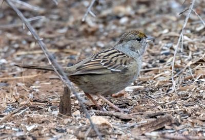 Golden Crowned Sparrow