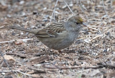Golden Crowned Sparrow