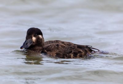 Surf Scoter 5.jpg