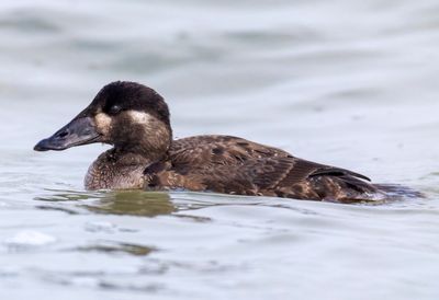 Surf Scoter
