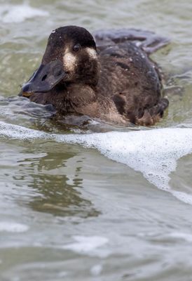 Surf Scoter