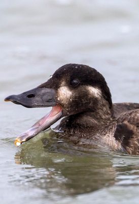 Surf Scoter