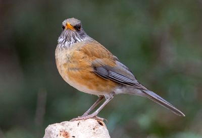 Rufous-backed Robin
