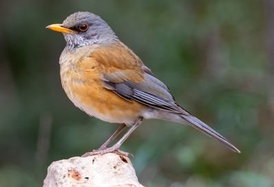 Rufous-backed Robin