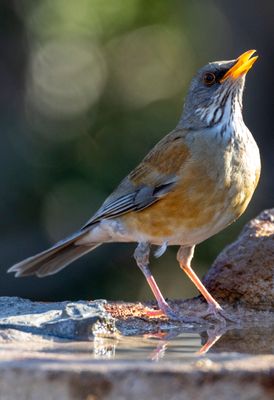 Rufous-backed Robin