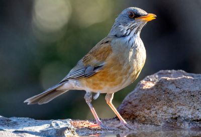 Rufous-backed Robin