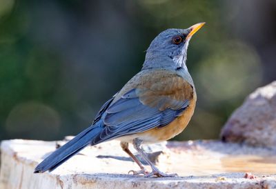 Rufous-backed Robin