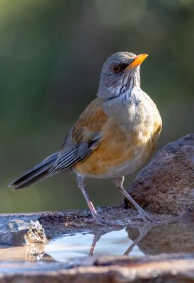 Rufous-backed Robin
