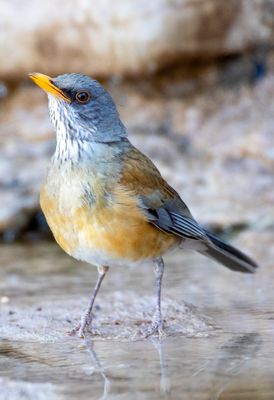 Rufous-backed Robin