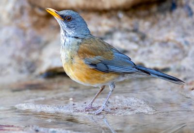 Rufous-backed Robin