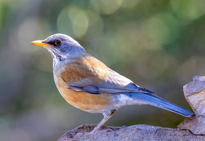 Rufous-backed Robin