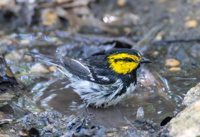 Golden-Cheeked Warbler