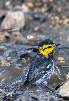 Golden-Cheeked Warbler