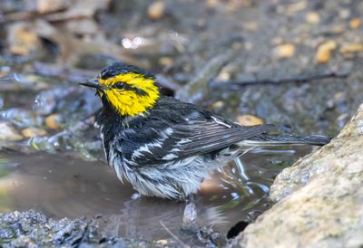 Golden-Cheeked Warbler