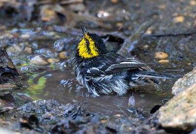 Golden-Cheeked Warbler
