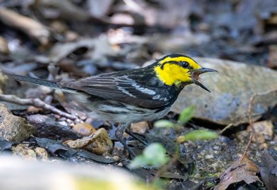 Golden-Cheeked Warbler