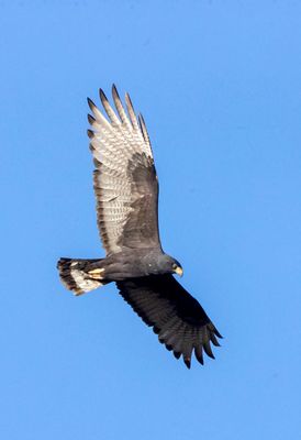 Zone-tailed Hawk