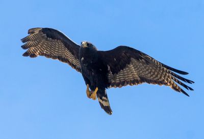 Zone-tailed Hawk