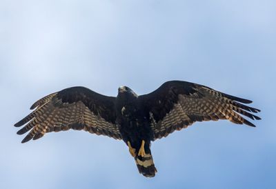 Zone-tailed Hawk