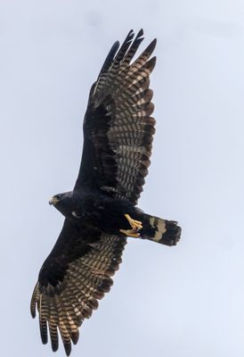 Zone-tailed Hawk