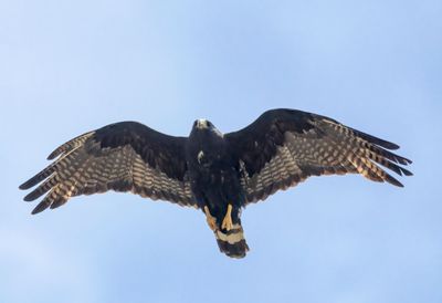 Zone-tailed Hawk