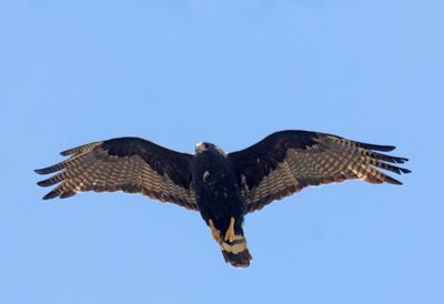 Zone-tailed Hawk