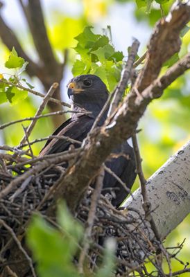 Zone-tailed Hawk
