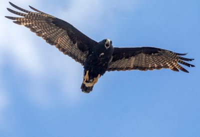 Zone-tailed Hawk