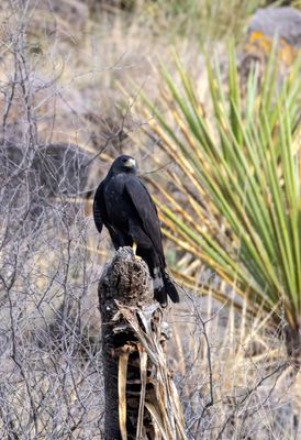 Zone-tailed Hawk