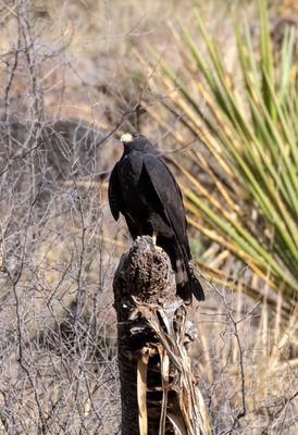 Zone-tailed Hawk