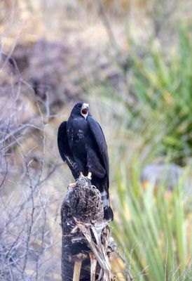 Zone-tailed Hawk