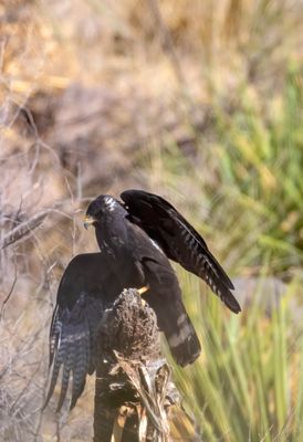 Zone-tailed Hawk