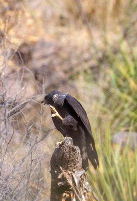 Zone Tailed Hawk
