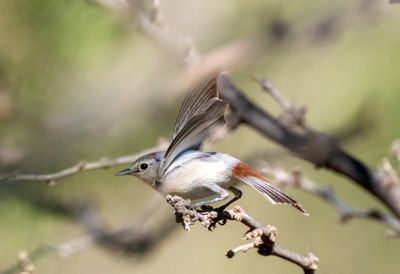 Lucy's Warbler