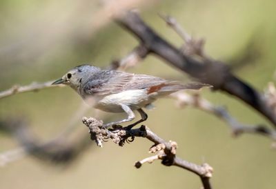 Lucy's Warbler