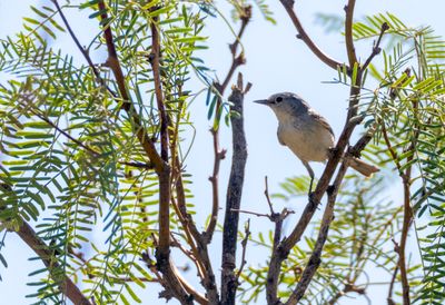 Lucy's Warbler