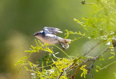 Lucy's Warbler