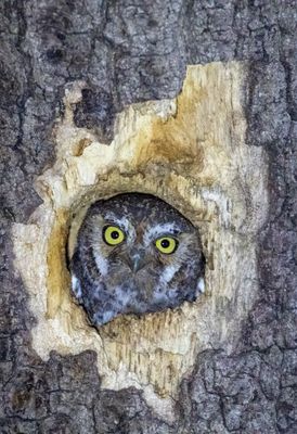 Elf Owl