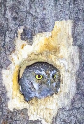 Elf Owl