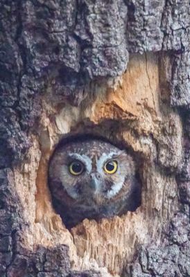 Elf Owl
