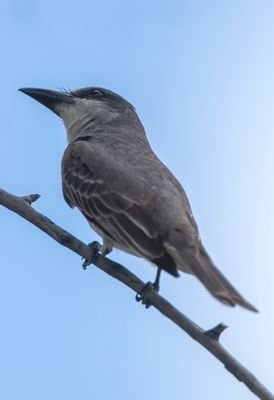 Gray Kingbird