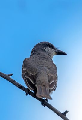 Gray Kingbird