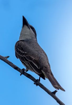 Gray Kingbird