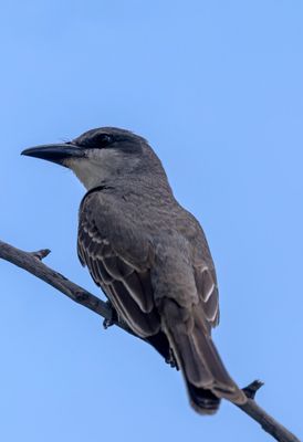 Gray Kingbird