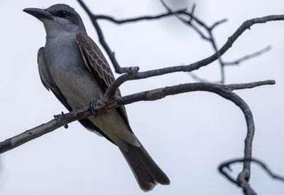 Gray Kingbird