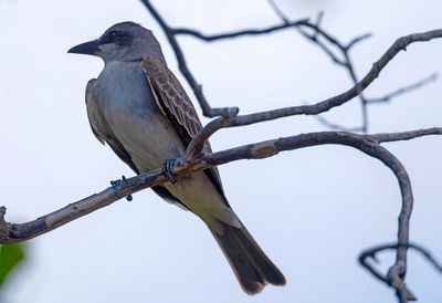 Gray Kingbird