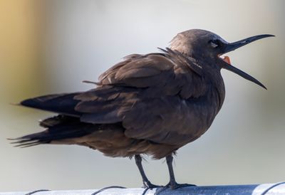 Brown Noddy