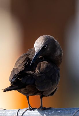 Brown Noddy