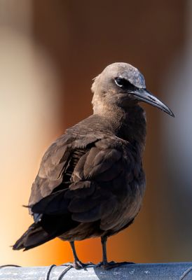 Brown Noddy
