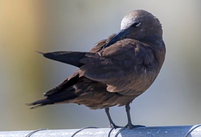 Brown Noddy